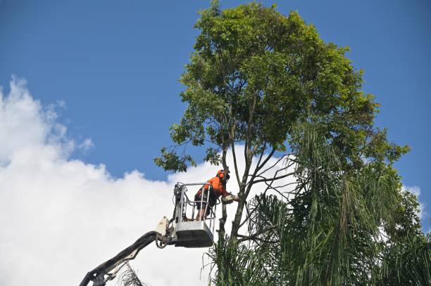 Best Residential Tree Removal  in USA